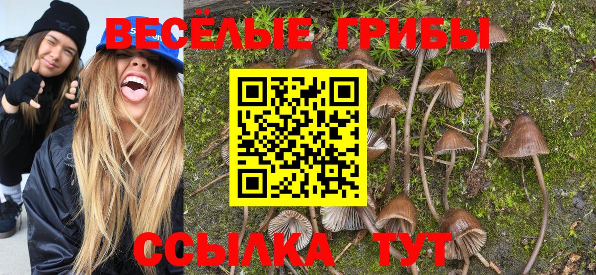 Галлюциногенные грибы Psilocybine cubensis Ликино-Дулёво